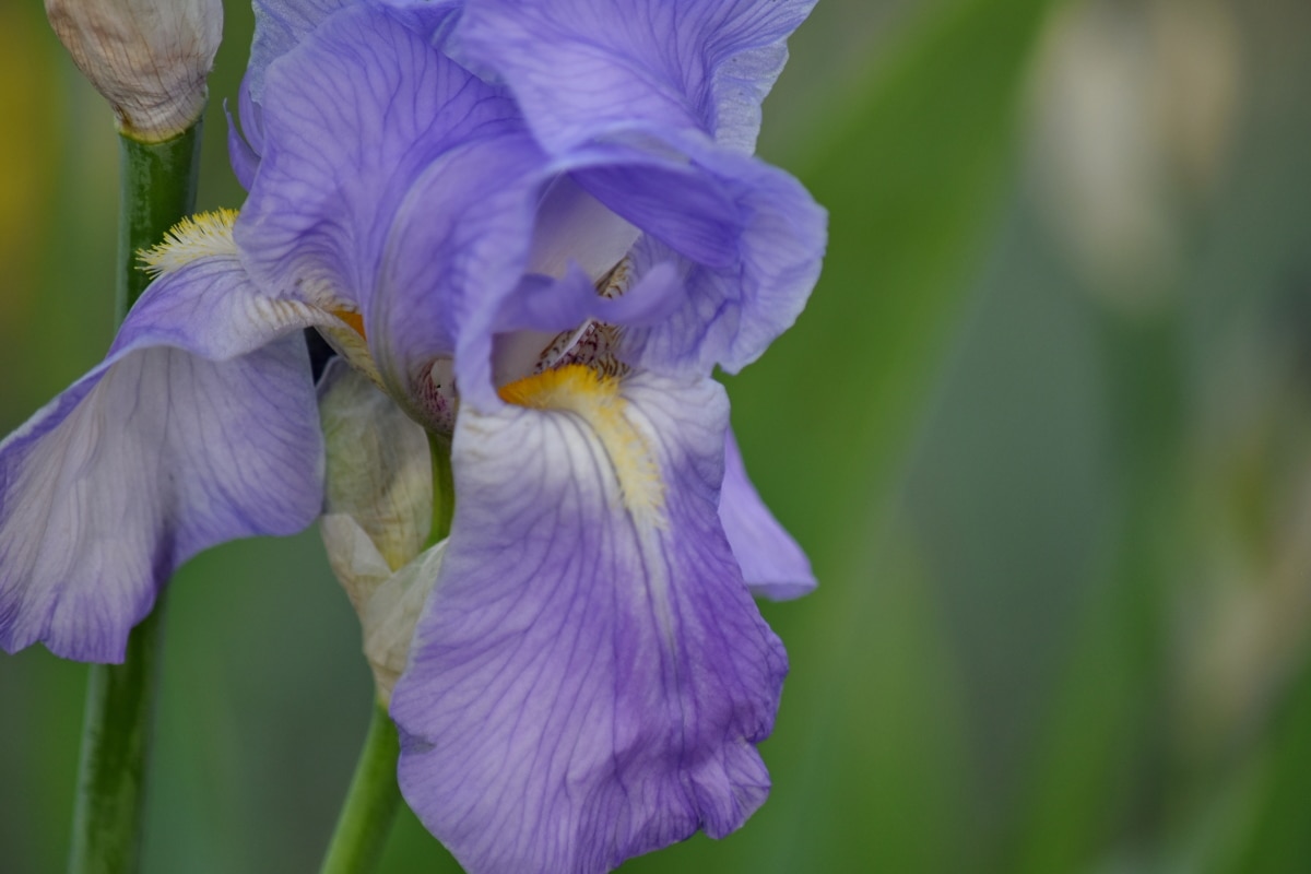 înflorit, detaliu, Iris, macro, violet, plante, floare, natura, floare, primavara