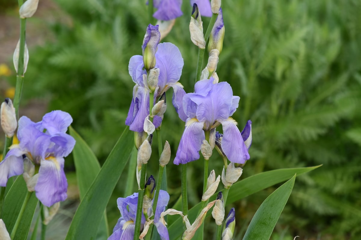 Iris, ungu, ungu, tanaman, alam, kelopak, ramuan, flora, mekar, bunga