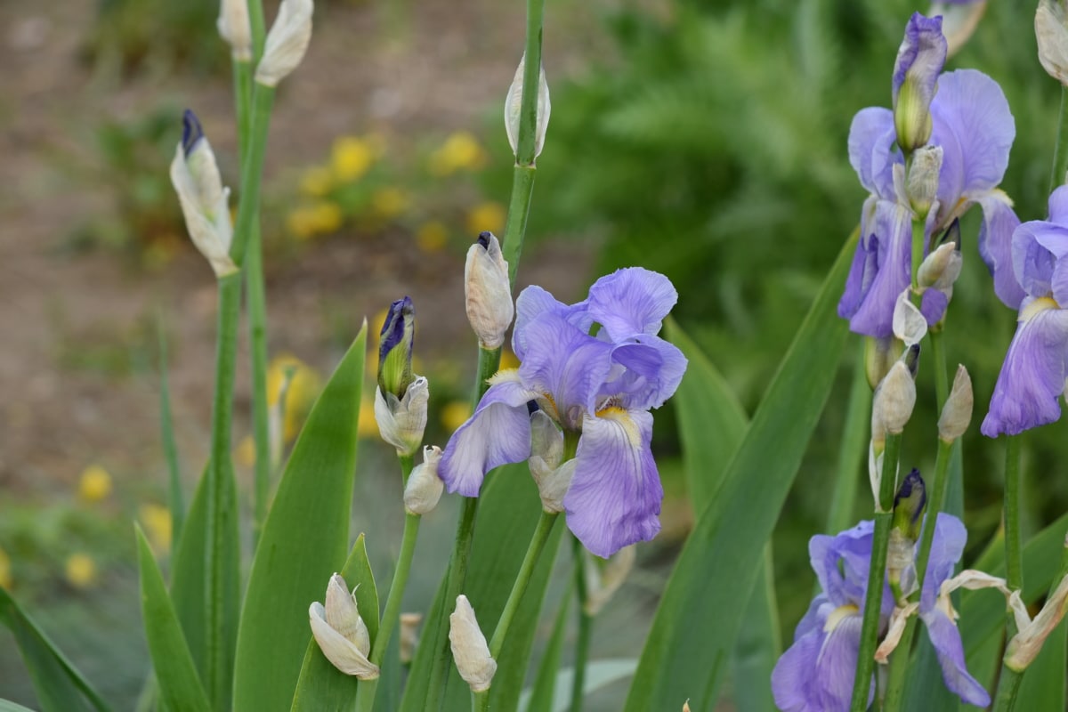 Záhrada, Iris, fialová, rastlín, kvet, kvet, jar, flóra, bylina, príroda