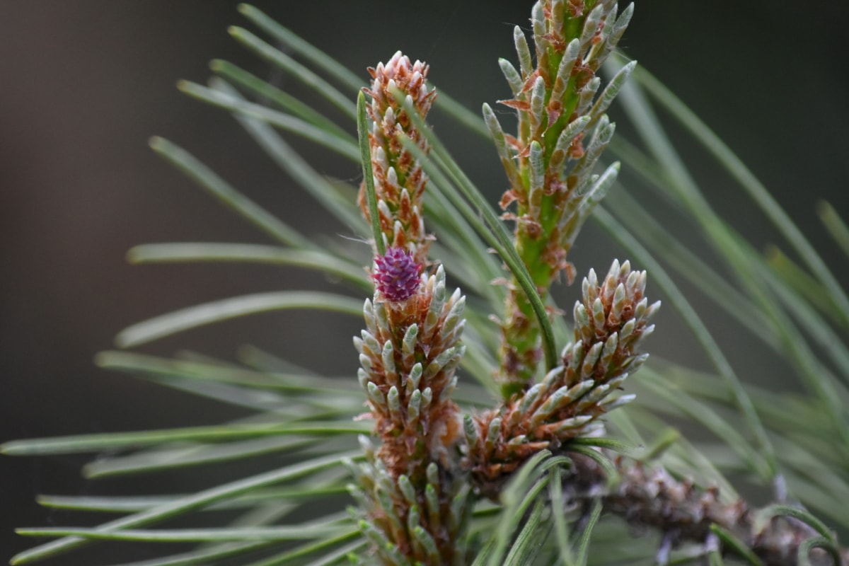 flowering, tree, plant, pine, evergreen, nature, conifer, branch, outdoors, upclose