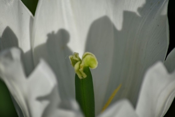 організм, Маточка, Біла квітка, квітка, завод, Нарцис, Tulip, флора, природа, лист