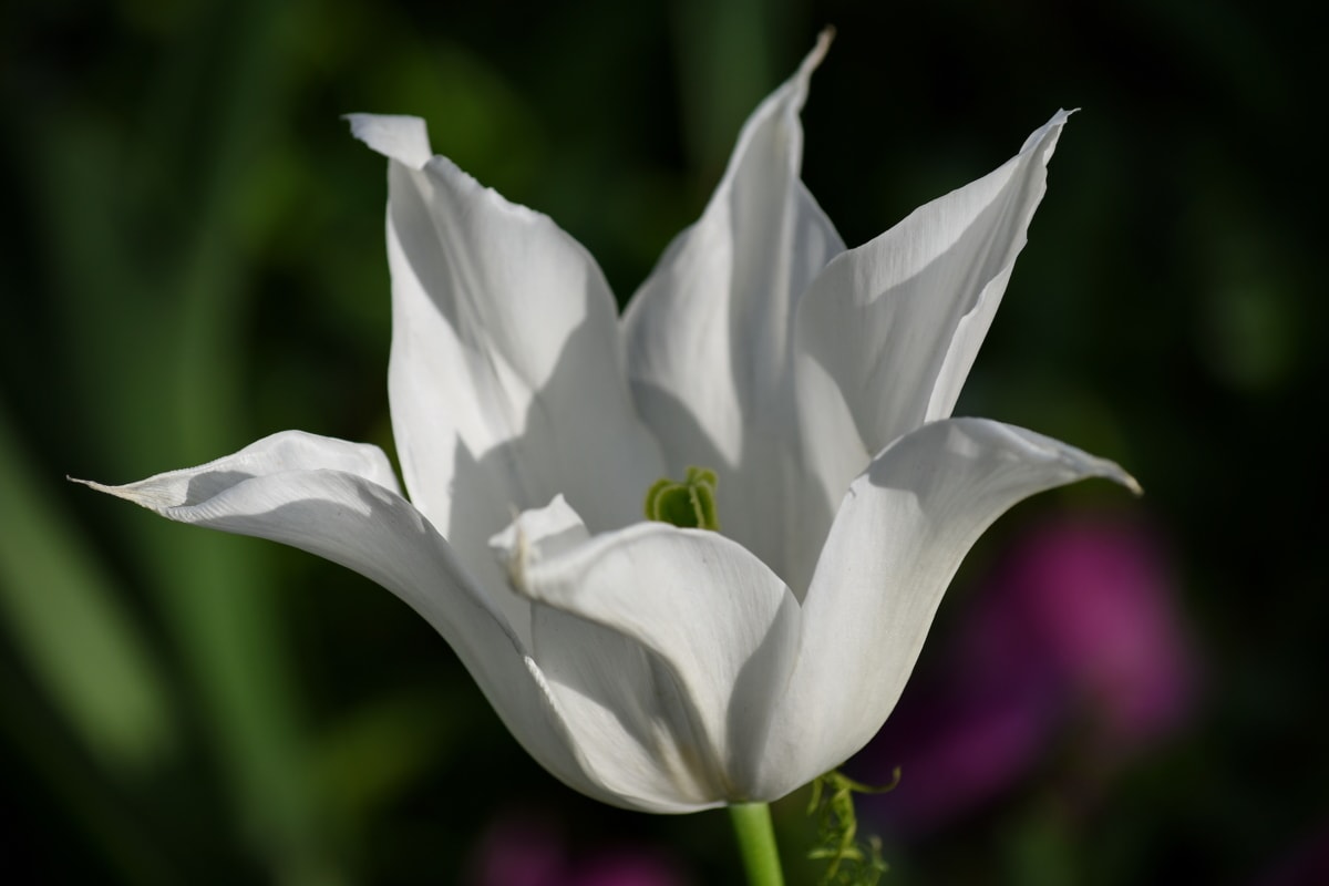 pétalos de, Tulip, flor blanca, resorte, flor, hoja, flores, flora, planta, Pétalo