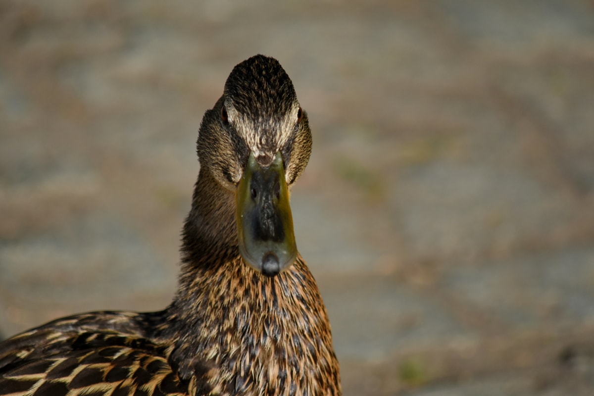ducks, side view, wildlife, bird, duck, aquatic bird, beak, wading bird, wild, nature