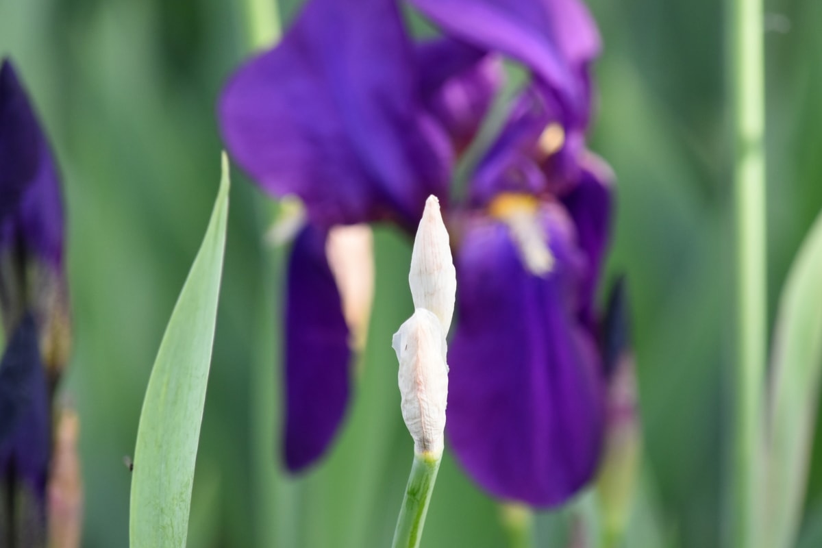 hage, Iris, lilla, blomst, kronblad, anlegget, natur, blomst, vår, urt