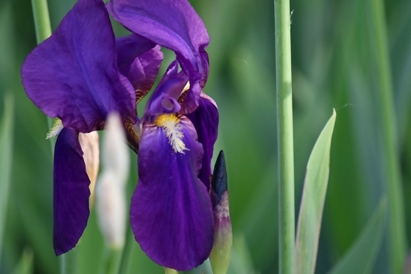 violetti, terälehti, Kevät, kukka, Iris, kasvisto, Luonto, kasvi, Puutarha, lehti