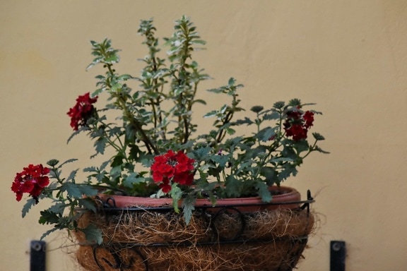 decoração, vaso de flor, ao ar livre, flor, ainda vida, rosa, flora, folha, Cor, filial