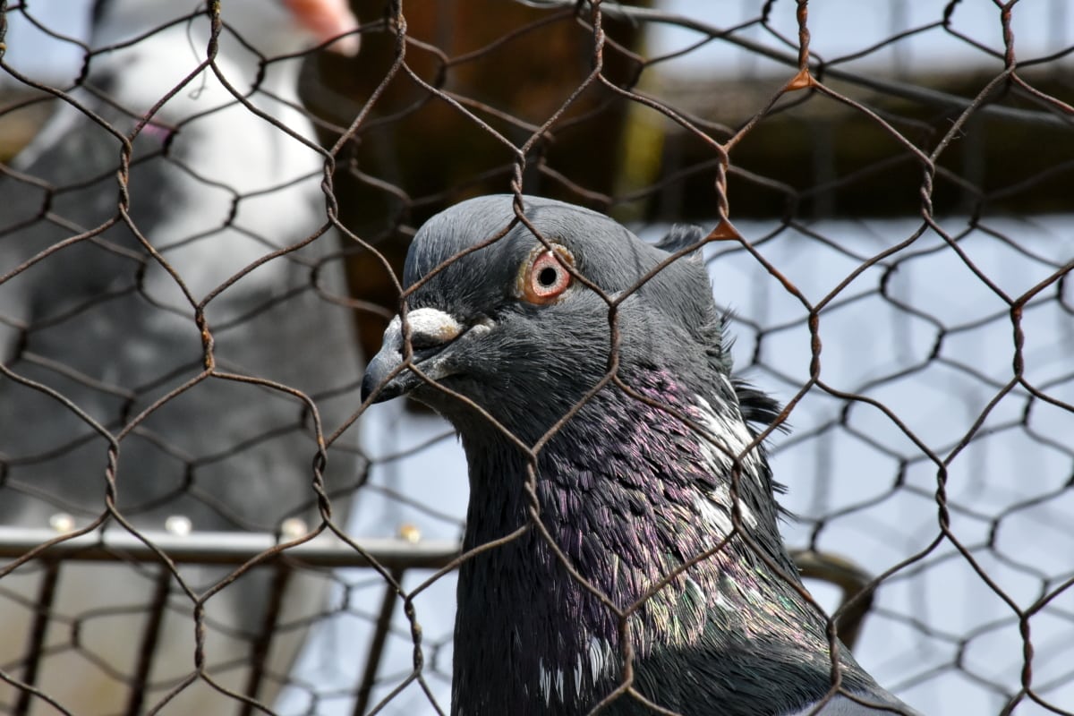 cage, eye, pigeon, portrait, side view, wire, beak, wildlife, fence, barrier