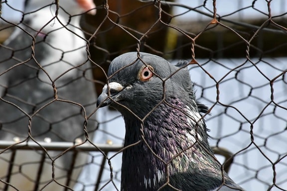 cage, œil, Pigeon, Portrait, vue de côté, fil, bec, faune, clôture, barrière