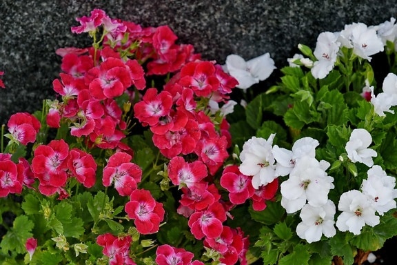 Rosa, weiße Blume, Natur, Flora, Petunia, Garten, Blumen, blühen, Blume, Anlage