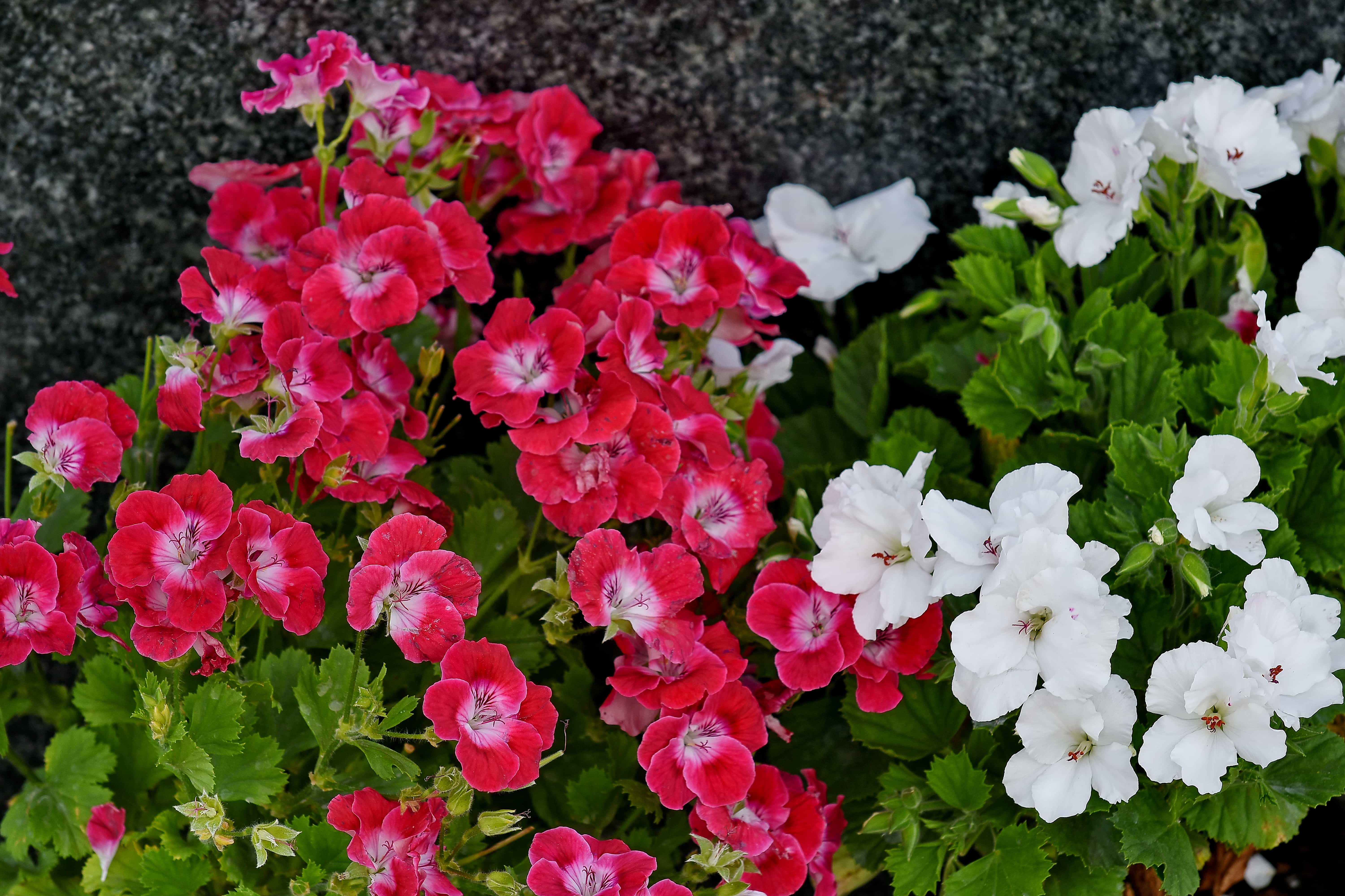 フリー写真画像 ピンク 白い花 自然 フローラ ペチュニア ガーデン 花 咲く 花 工場