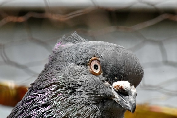 eye, pigeon, portrait, side view, wild, beak, wildlife, feather, bird, nature