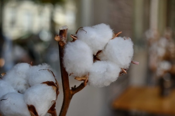 Ramos, algodão, grama de algodão, arbusto, geada, planta, ao ar livre, Borrão, natureza, frio
