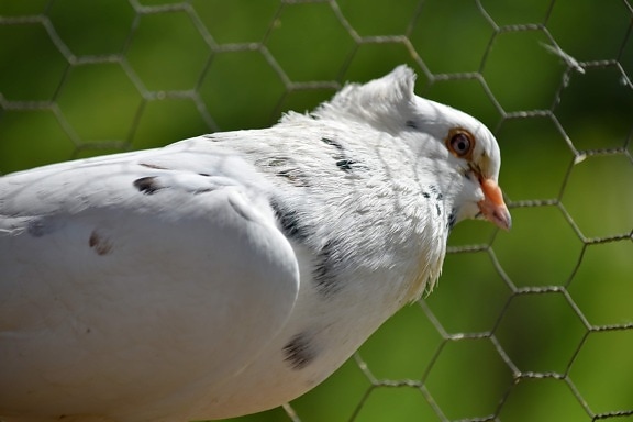 cage, fence, pigeon, white, dove, bird, wing, wildlife, feather, animal