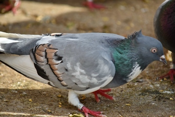 colourful, nature, animal, beak, bird, feather, wildlife, pigeon, outdoors, grey