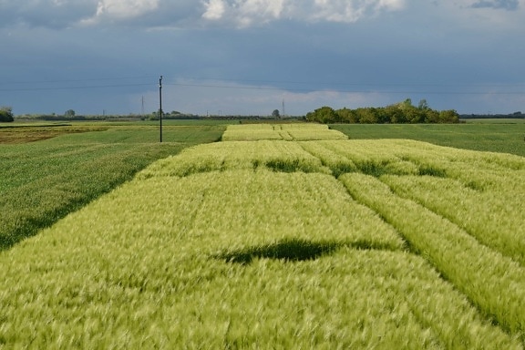 зърнени култури, дневна светлина, земеделие, земеделска земя, wheatfield, ферма, пшеница, поле, селско стопанство, ливада
