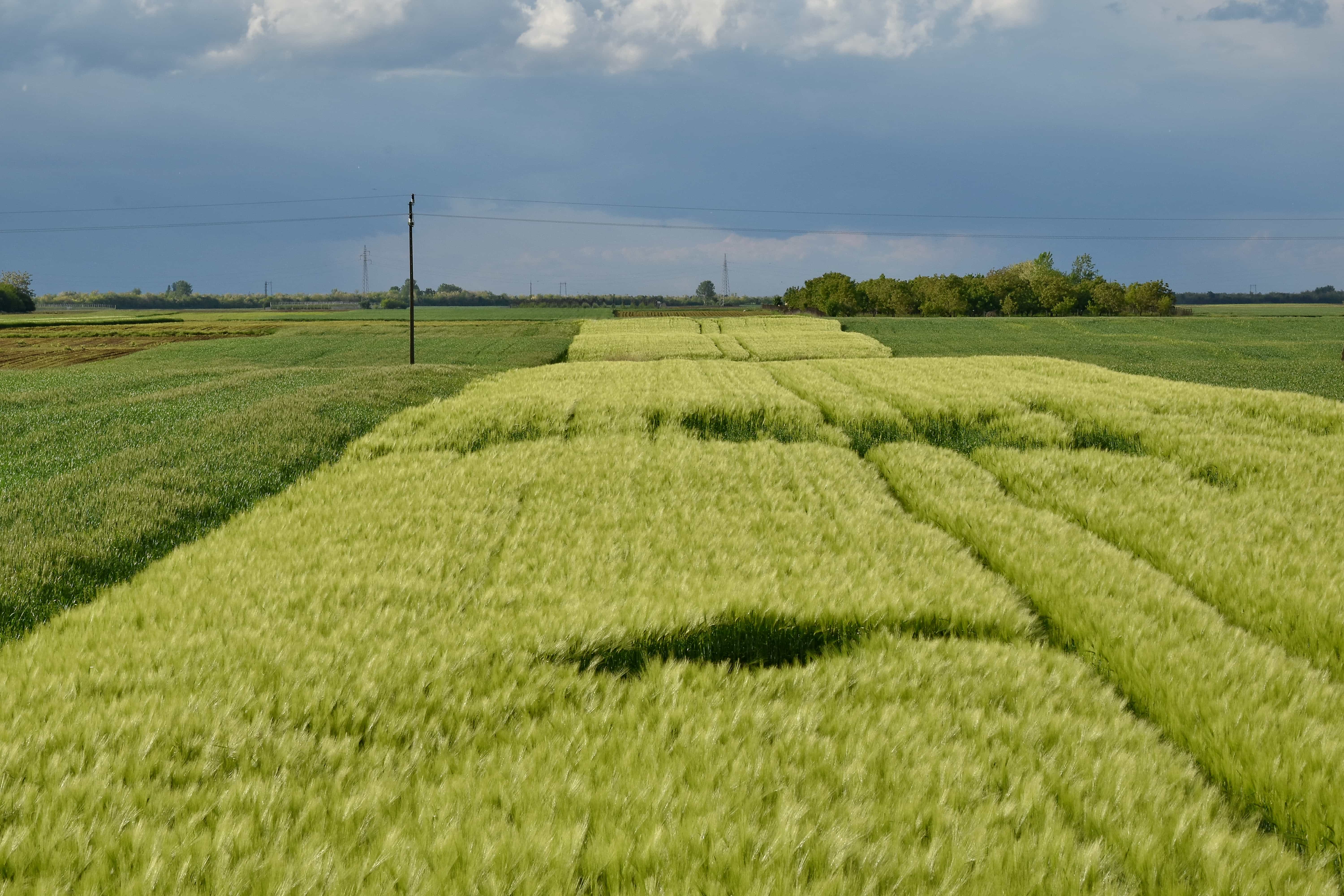 Сх поле. Пахотные поля Белоруссия. Поле сельское хозяйство. Сельскохозяйственные угодья. Сельскохозяйственные земли.