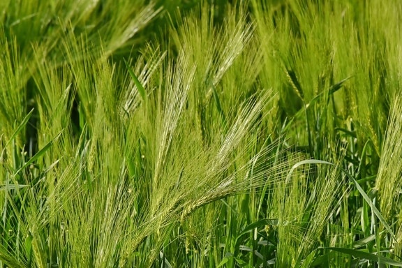 绿色的树叶, 有机, 麦田, 农村, 粮食, 植物, 小麦, 草, 字段, 麦片