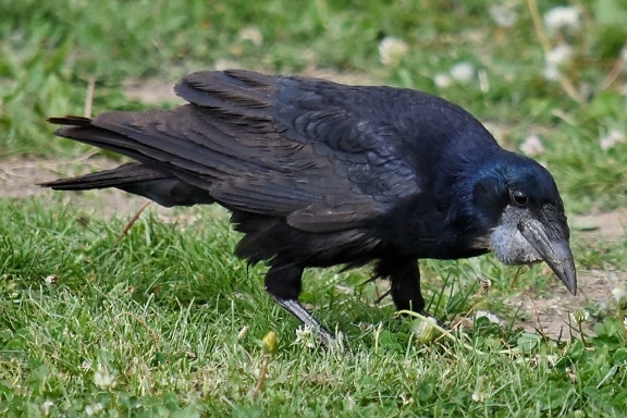 black, black bird, raven, animal, bird, wildlife, beak, wild, nature, feather