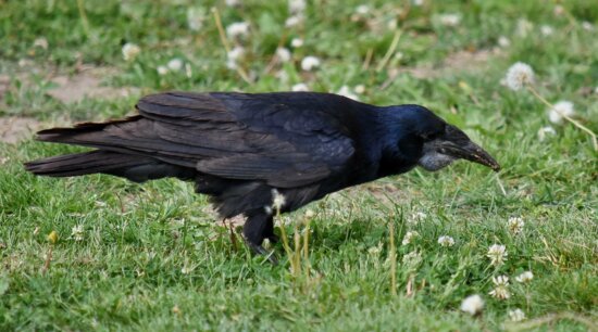 black, green grass, raven, wild, bird, beak, crow, wildlife, animal, nature
