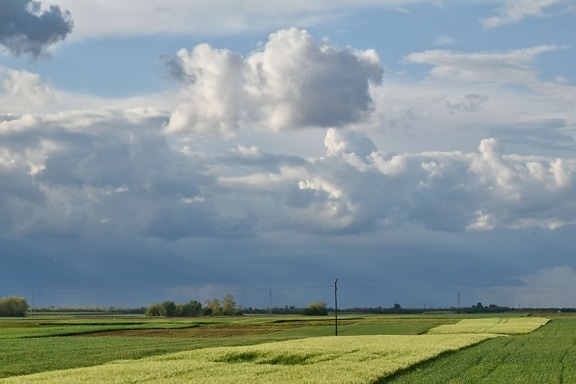 Rolnictwo, Wheatfield, chmura, pole, krajobraz, Natura, trawa, atmosfera, łąka, wsi