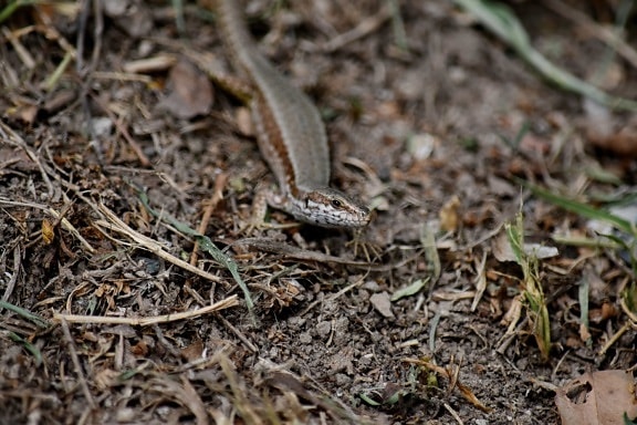 lizard, reptile, nature, ground, wood, wildlife, outdoors, upclose, leaf, environment