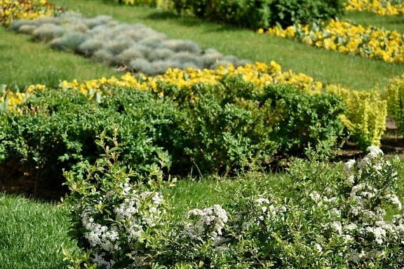 Achillea, orizzontale, Giardino, fiore, erba, pianta, Blooming, natura, Flora, estate