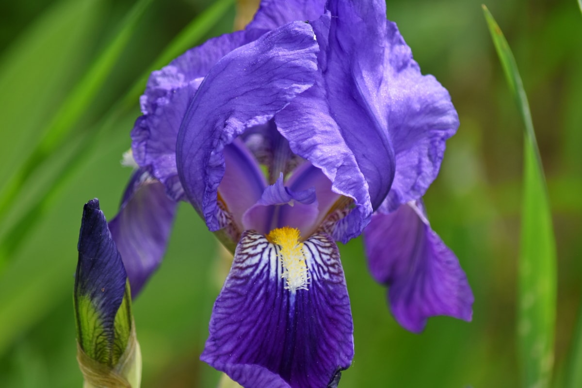 IRIS, púrpura, planta, flora, naturaleza, flor, Pétalo, flores, resorte, Jardín