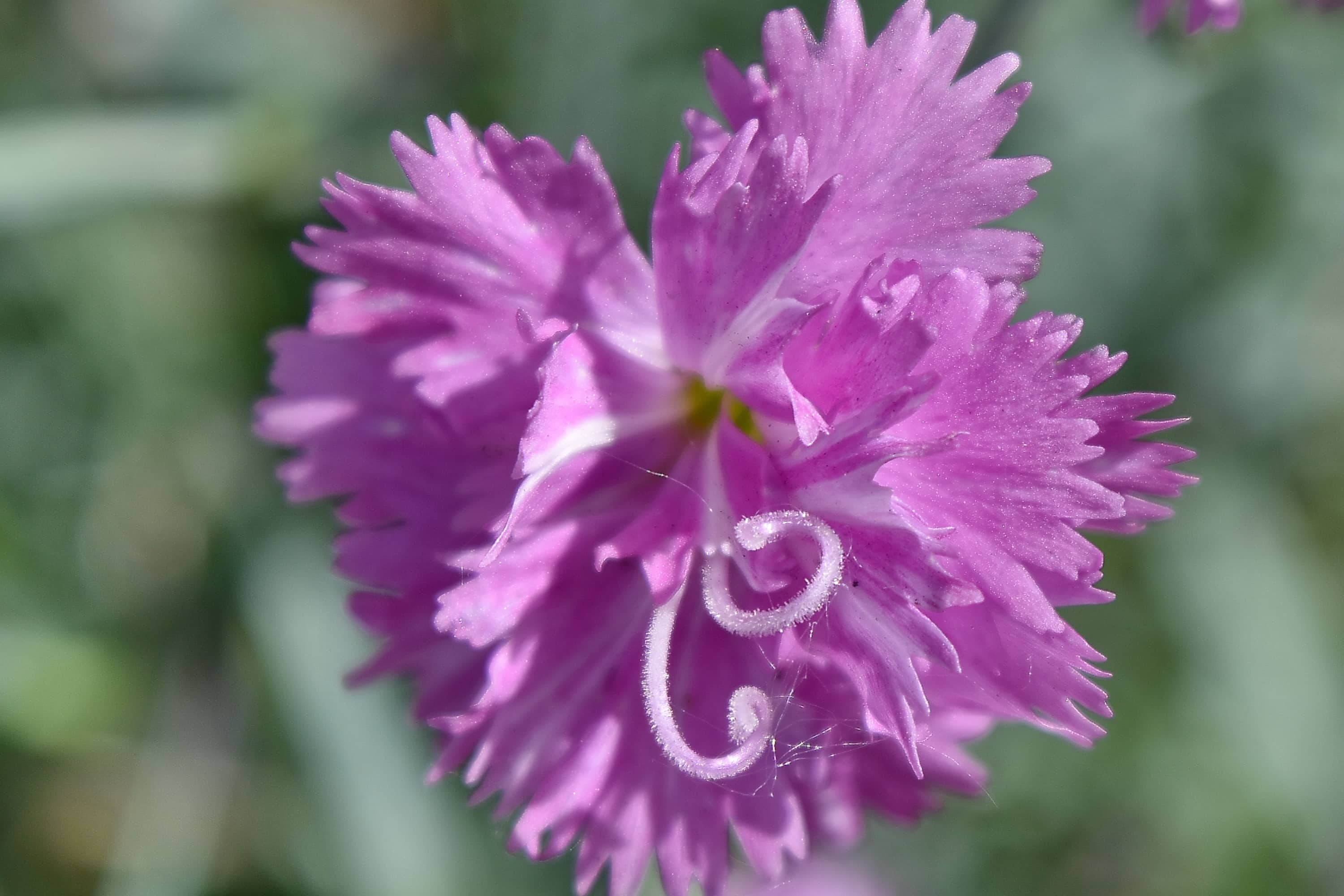 Hình ảnh hoa Cẩm Chướng đẹp nhất | Hoa cẩm chướng, Hoa, Thực vật