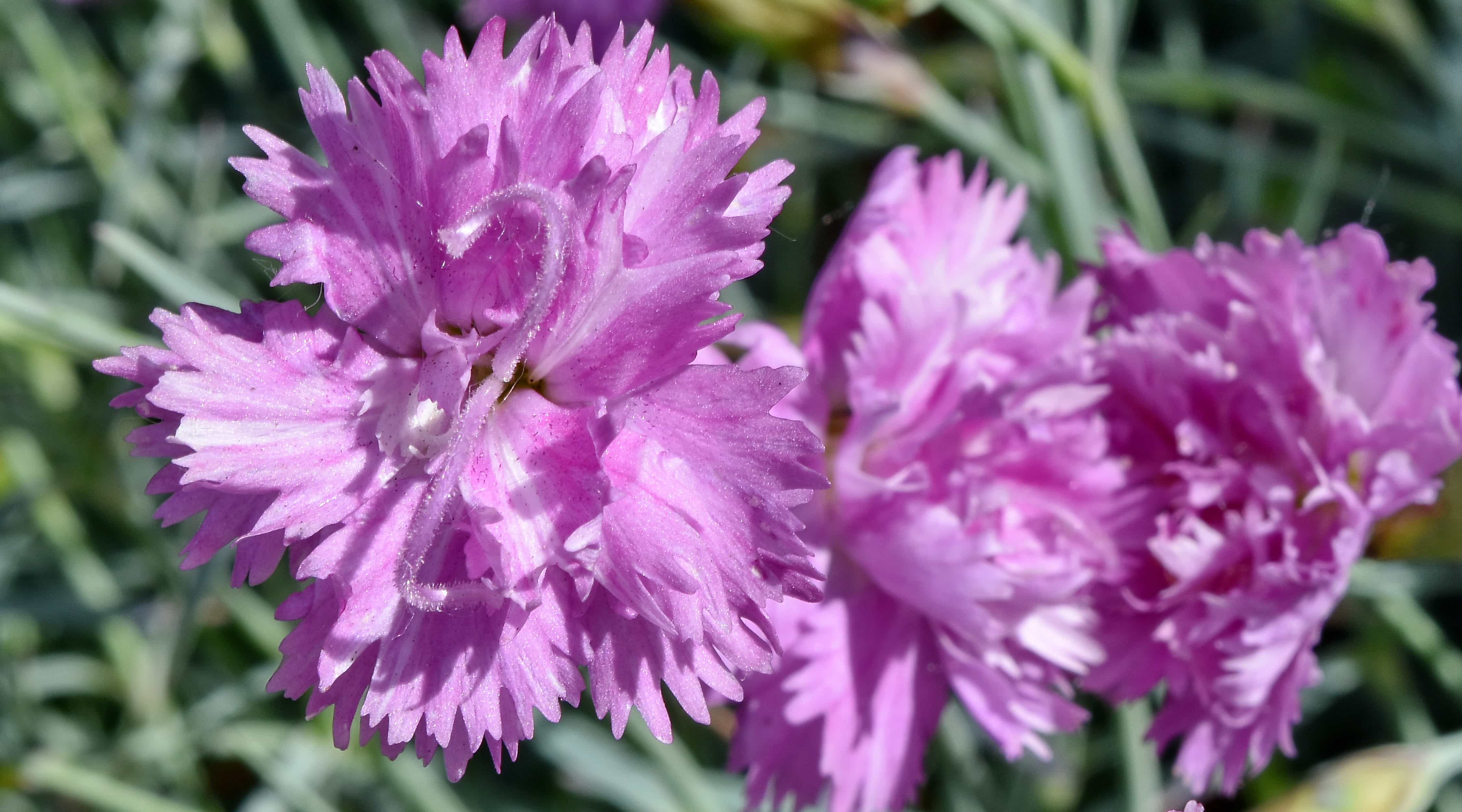 フリー写真画像 カーネーション 春の時間 ブルーム ピンク 花 ガーデン フローラ クローバー 工場 花
