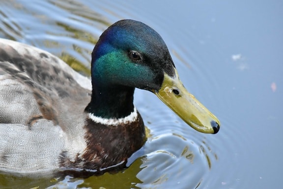 duck, head, wildlife, pool, waterfowl, duck bird, mallard, bird, lake, water