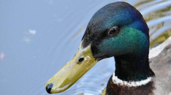beak, feather, green, head, mallard, duck bird, wildlife, waterfowl, bird, duck