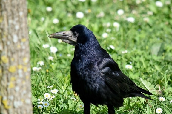 black, portrait, raven, beak, bird, wildlife, magpie, nature, outdoors, animal