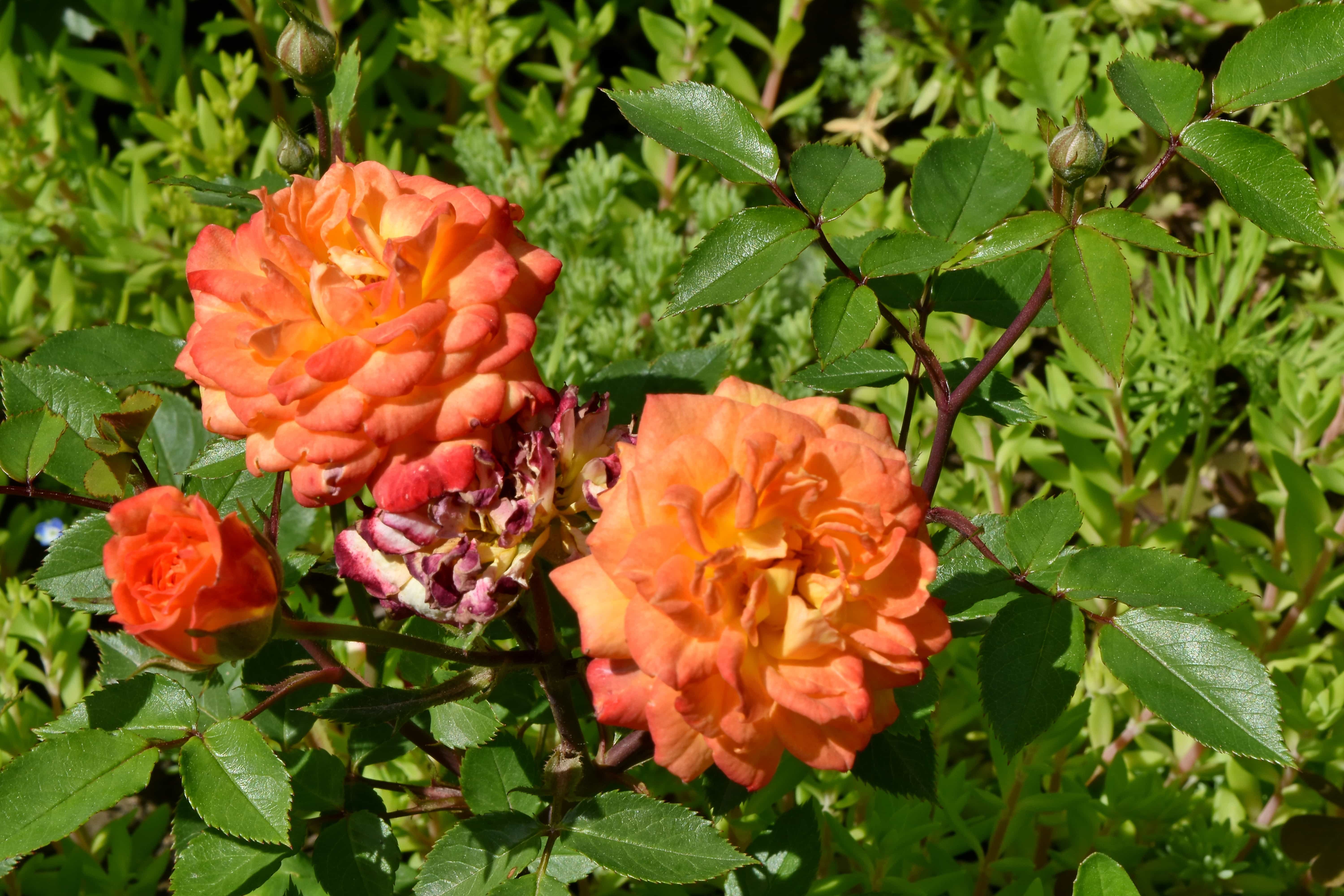 Image Libre Botanique Brillant Arbuste Fleur Rose