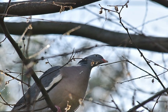branches, grey, ornithology, pigeon, wildlife, bird, winter, nature, outdoors, tree