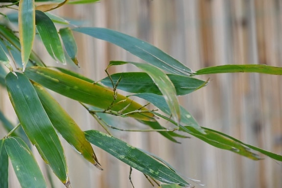 bamboo, green leaves, spring time, plant, nature, leaf, flora, summer, color, environment