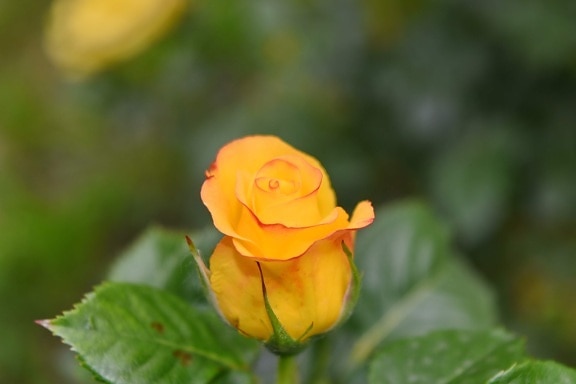 Free picture: detail, petals, yellow, beautiful flowers, bud, color ...