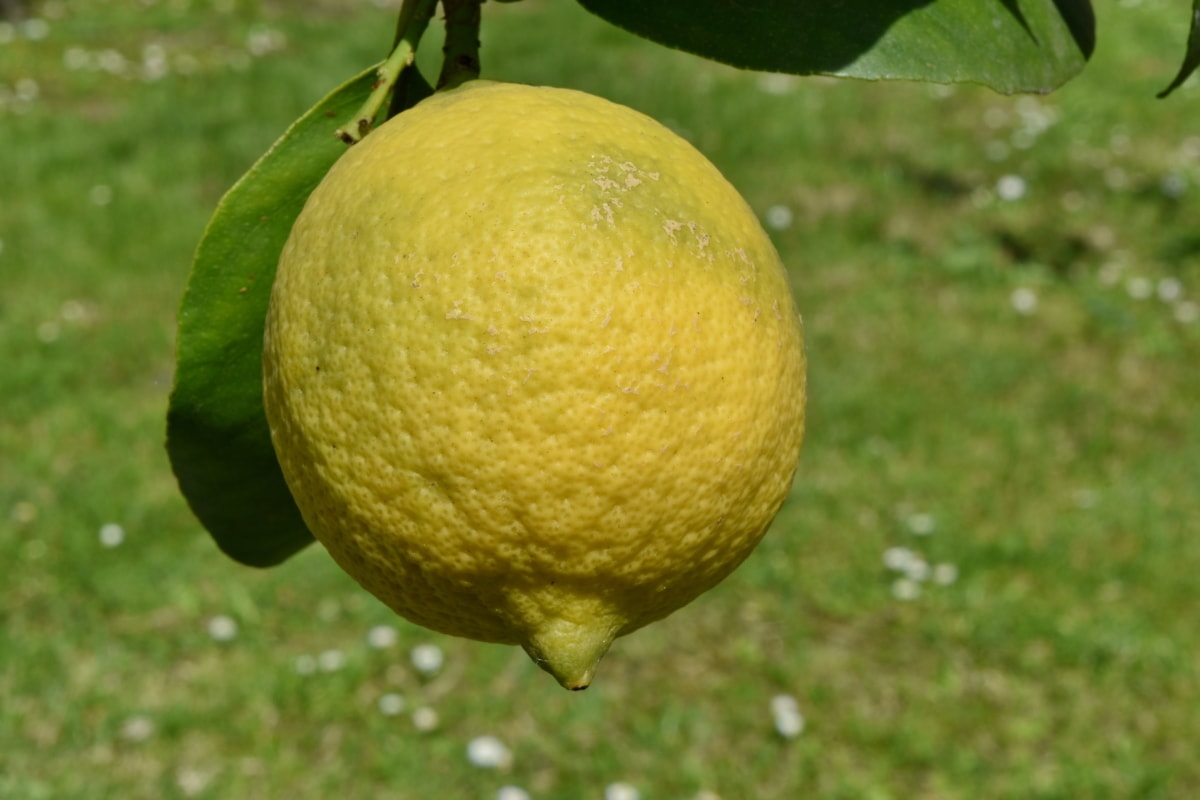 лимон, плодове, храна, здрави, произвежда, пресни, цитрусови плодове, природата, листа, лято