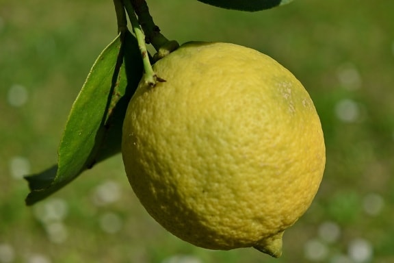 branch, detail, yellow, nature, lemon, food, produce, citrus, fruit, healthy