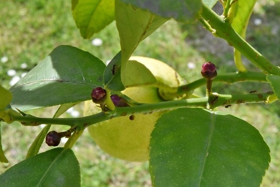  Gambar  gratis jeruk  pohon buah daun hijau jeruk  nipis 