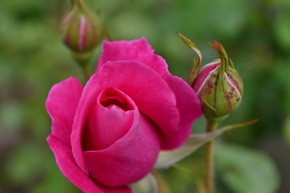 τριαντάφυλλα, λουλούδι, τριαντάφυλλο, φυτό, Κήπος, φύση, ο οφθαλμός, πέταλο, άνθος, ροζ
