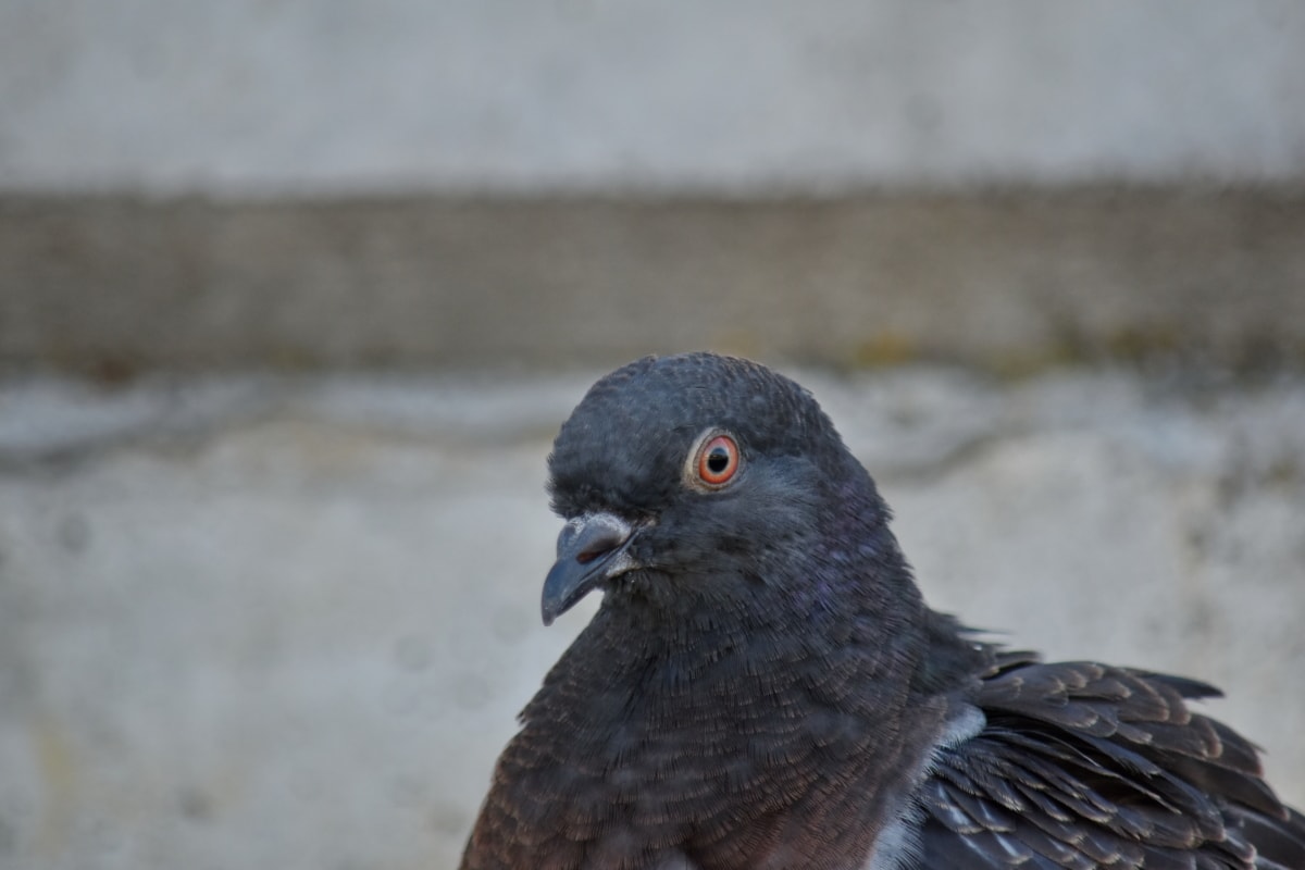 eye, head, looking, pigeon, beak, animal, wild, feather, wildlife, bird