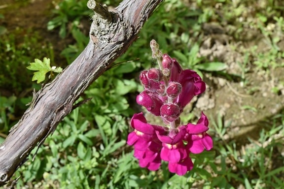 flower bud, purple, vineyard, garden, flower, plant, blossom, nature, petal, pink