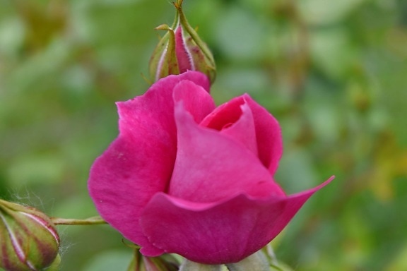 close-up, pinkish, roses, flora, bud, rose, garden, flower, blossom, pink