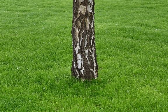 birch, green grass, spring time, tree, grass, lawn, covering, field, nature, summer