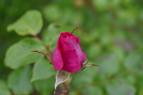 ροζ, γύρη, τριαντάφυλλο, τριαντάφυλλα, θάμνος, άνοιξη, φυτό, λουλούδι, Κήπος, ο οφθαλμός