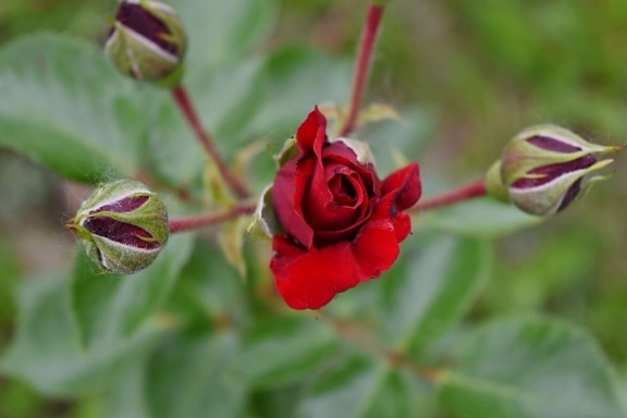 flower bud, flower garden, red, roses, plant, leaf, flower, petal, shrub, nature
