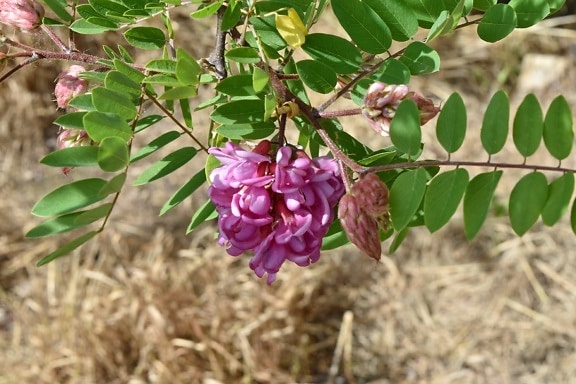 Acacia pycnantha, Rose, feuille, arbuste, flore, plante, arbre, nature, fleur, été