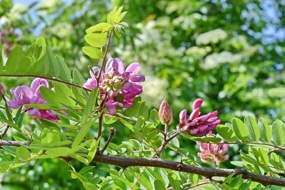 Acacia pycnantha, rosâtre, fleur, flore, arbre, plante, jardin, Direction générale de la, feuille, nature