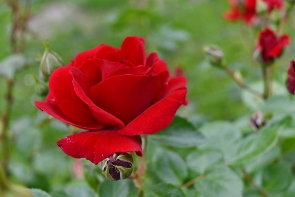 όμορφα λουλούδια, κόκκινο, φύση, φυτό, χλωρίδα, τριαντάφυλλο, φύλλο, ο οφθαλμός, πέταλο, άνθος