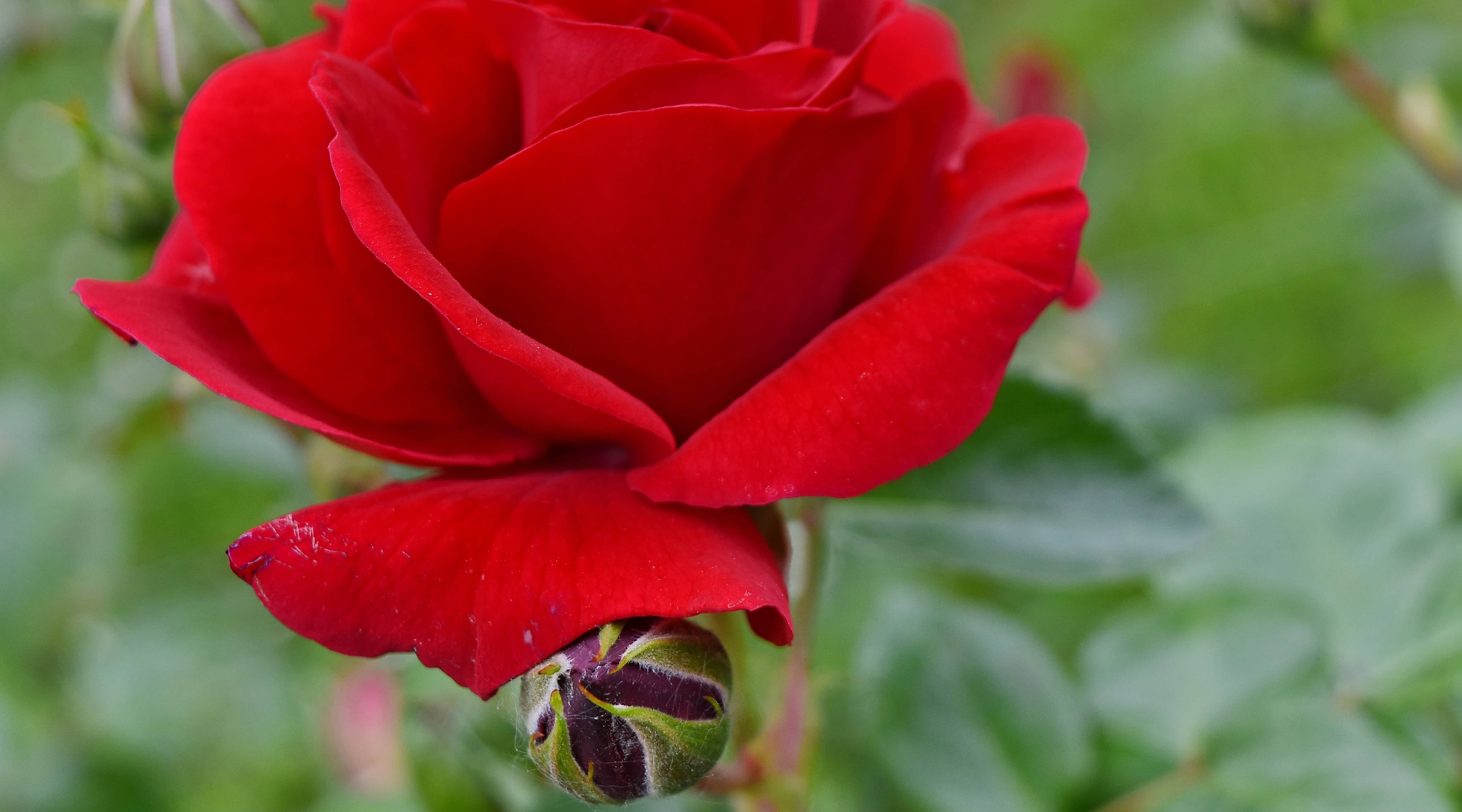 Imagem gratuita: lindas flores, horticultura, pétalas, vermelho, flor